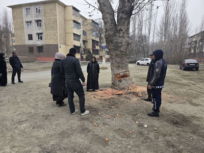 Изрображение 'Граждане, которые намеренно повредили чинару в Коканде, заключены под стражу'