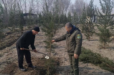 Изрображение 'В Фергане пенсионер посадил 223 саженца взамен двух срубленных дерева'