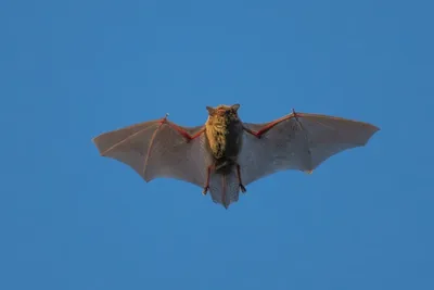 Image of 'A new virus transmitted through bats has been identified in China.'