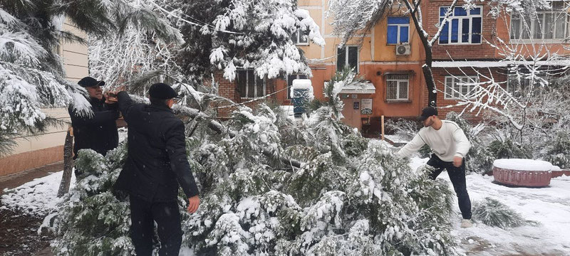 Изрображение 'На Чиланзаре рухнули 15 многолетних деревьев, - районный хокимият'