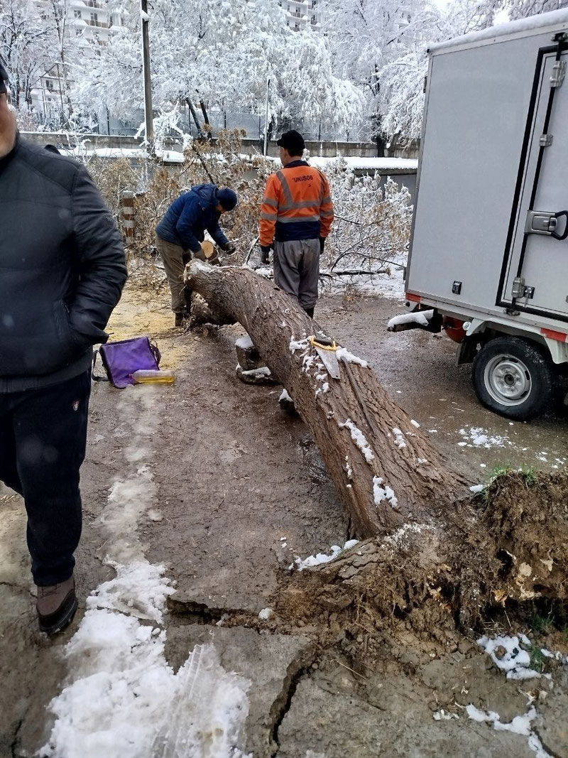 Изрображение 'Ташкентские власти опровергли падение деревьев, кронированных под "пальмы"'