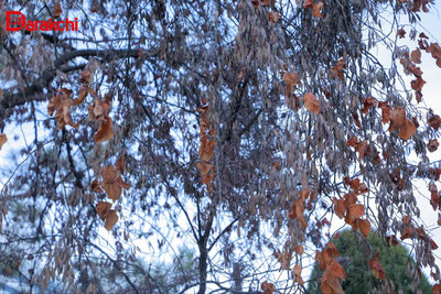 Изрображение 'В Ташкенте вечером возможен небольшой дождь'