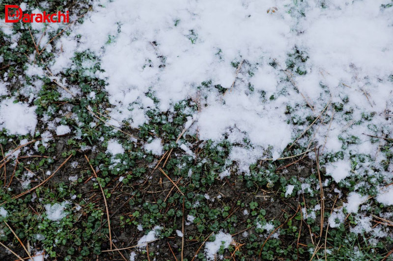 Изрображение 'В Ташкенте дождь, вечером возможен переход в снег'