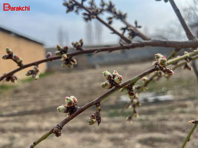 'Bugun O‘zbekistonda harorat yanada ko‘tariladi'ning rasmi