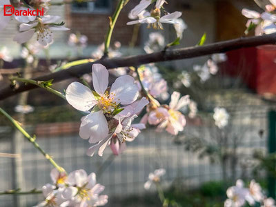 'Бугун ҳарорат 22 даражагача кўтарилади'ning rasmi