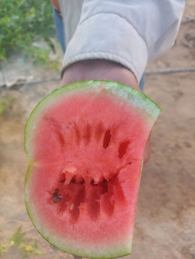 Image of 'The people of Kokdala have set a record for early watermelon ripening.'