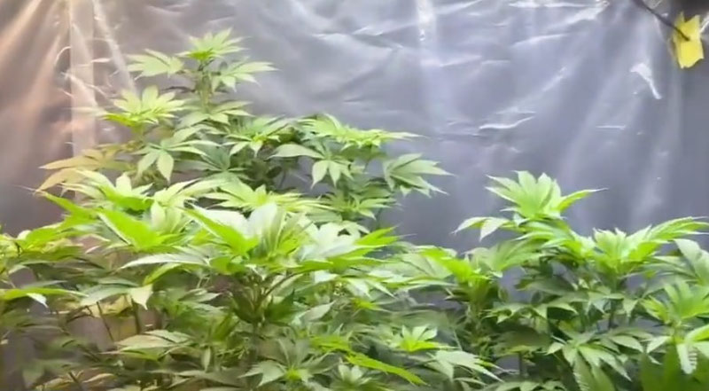 Image of 'In Tashkent, individuals cultivating narcotic substances in a greenhouse were apprehended.'
