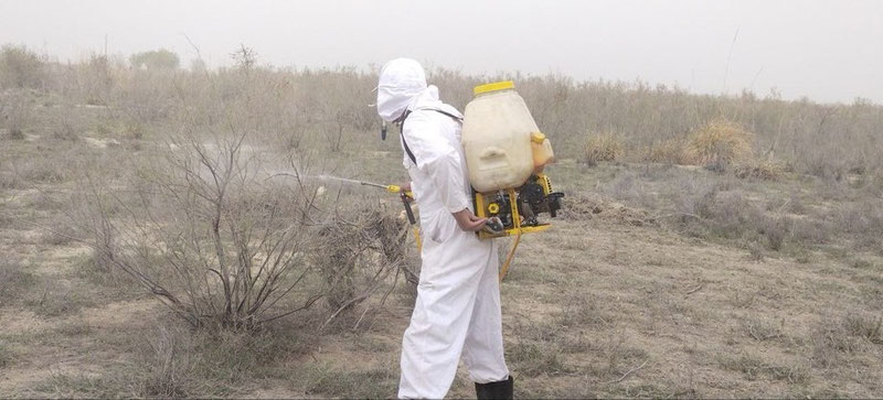 Image of 'Locusts have infested certain areas of Bukhara.'
