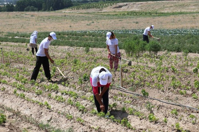 'Usta dehqonlarga  subsidiya ajratiladi'ning rasmi