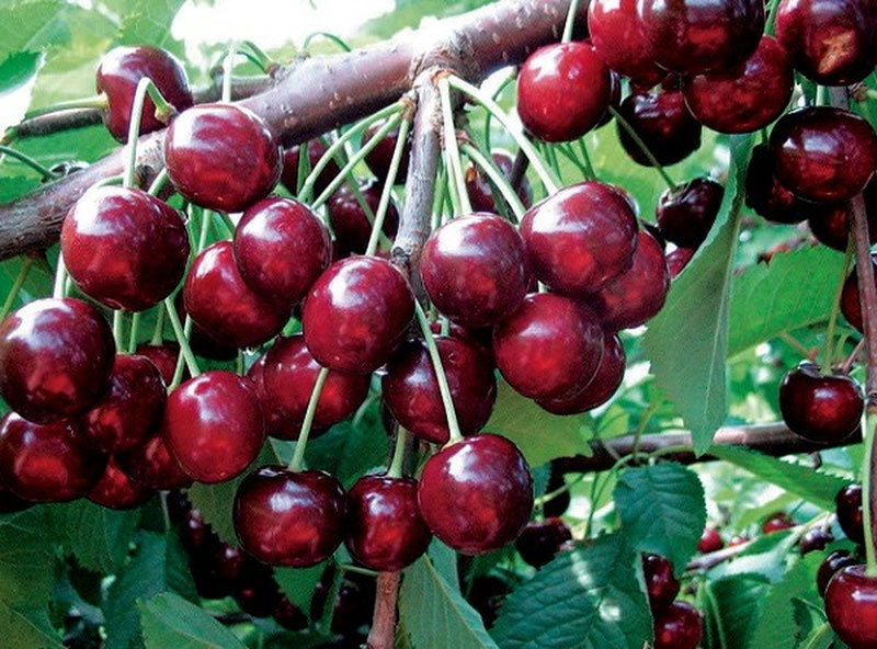 Image of 'Is excessive consumption of cherries dangerous?'