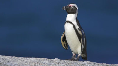 Image of ''