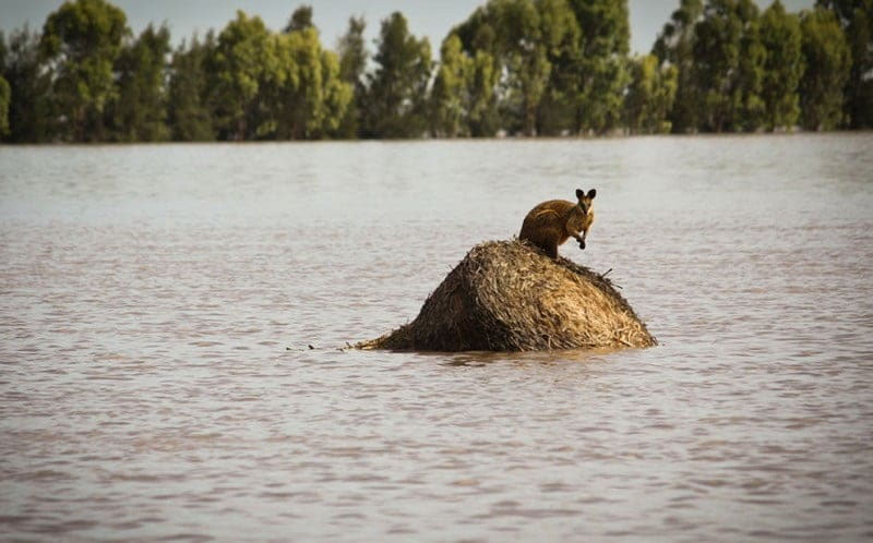 Image of 'Flood of the century in Australia: 10 thousand people left homeless, 3 people died.'