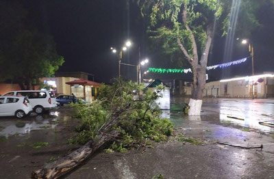 Image of 'A citizen died from being crushed by a tree in Tashkent.'