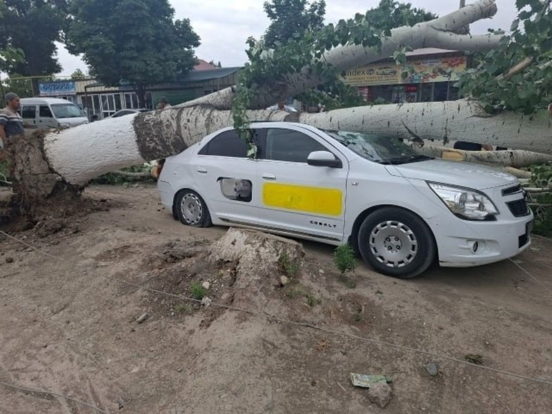 Image of 'In Andijan, a "Cobalt" was crushed and torn apart by a tree.'