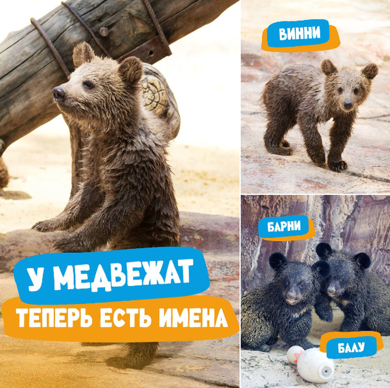 Изрображение 'Ташкентцы помогли выбрать имена для медвежат в столичном зоопарке'