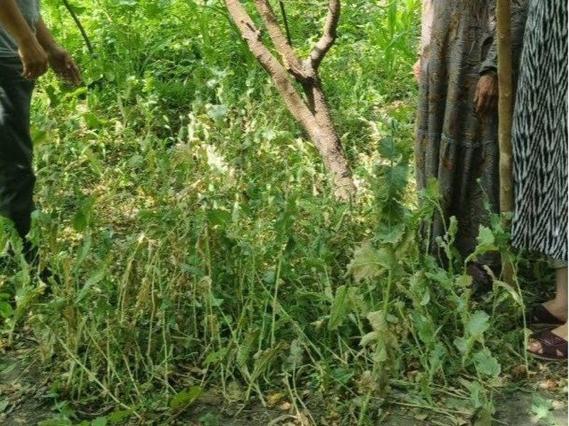 Image of 'In Fergana, a woman cultivating 450 poppy plants in her kitchen garden was arrested.'