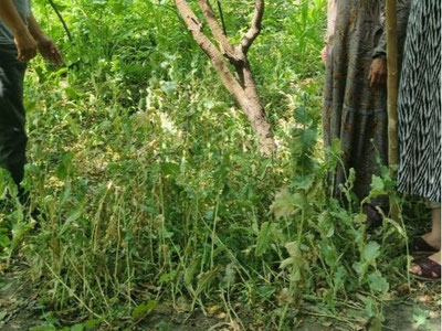 Image of 'In Fergana, a woman cultivating 450 poppy plants in her kitchen garden was arrested.'