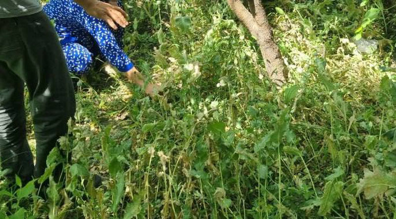 Изрображение 'В Ферганской области пенсионерка выращивала мак в огороде своего дома'