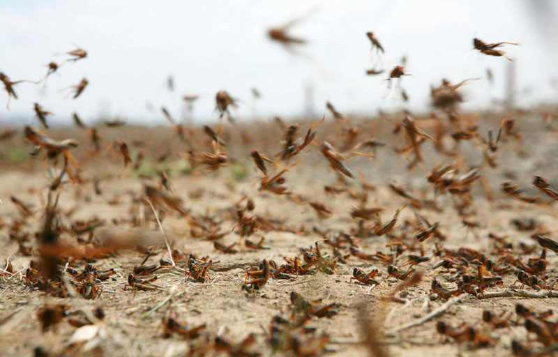 Image of 'Three Central Asian countries will jointly fight against locusts.'