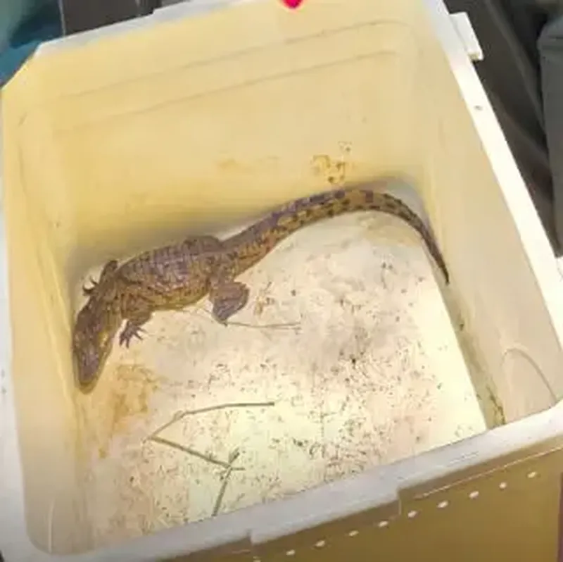 Image of 'It has been discovered that a crocodile is being kept in a house in Tashkent.'