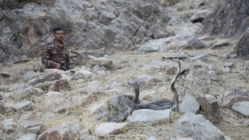 Image of 'In Surkhandarya, 23 rare cobras were released back into the wild.'