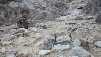 Image of 'In Surkhandarya, 23 rare cobras were released back into the wild.'