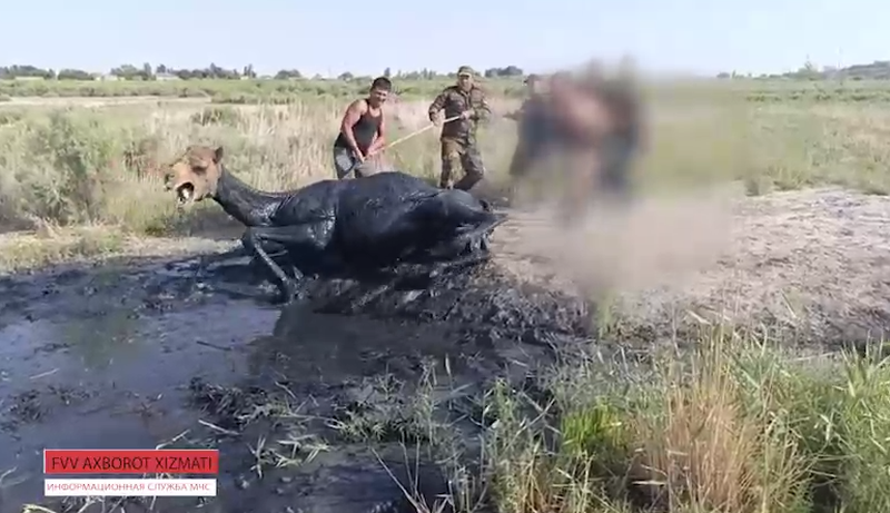 Изрображение 'В Нукусе из вязкой лужи вытащили верблюда (видео)'