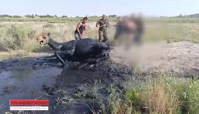 Изрображение 'В Нукусе из вязкой лужи вытащили верблюда (видео)'