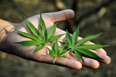 Image of '```htmlCzechia has partially legalized marijuana```'