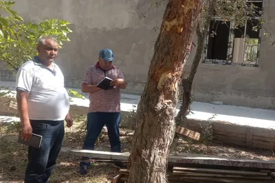 Изрображение 'В Бухаре во время строительства в медцентре при незаконной пересадке погибли 26 деревьев'