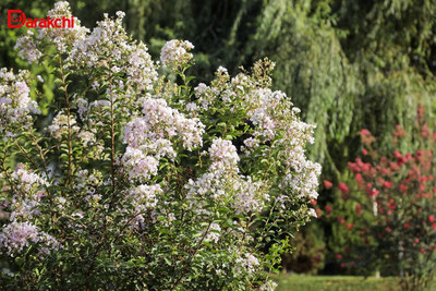 Image of ''