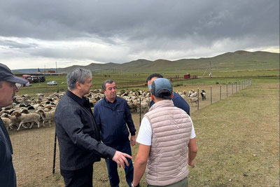 Image of 'From Mongolia, 100 thousand heads of sheep are being brought to Uzbekistan.'