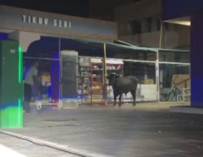 'Toshkentda qushxonadan qochgan buqa otib o‘ldirildi'ning rasmi