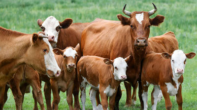 Image of 'In Kashkadarya, the buttercup caused the loss of livestock.'