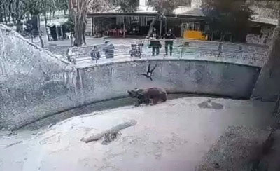 Изрображение 'В Ташкенте женщина, бросившая дочь в вольер к медведю, зарезала девочку'