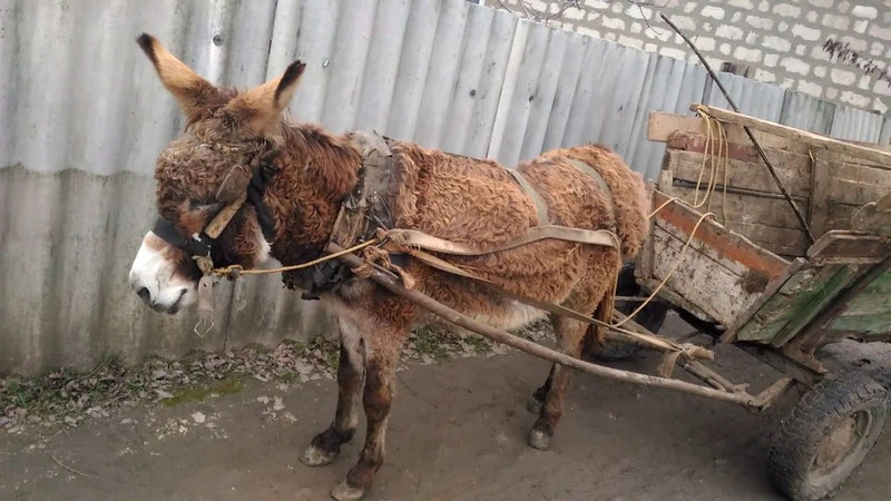 'Toshkent viloyatida 3,5 tonnaga yaqin eshak va qoramol suyaklari aniqlandi'ning rasmi