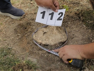 'Toshkentda noqonuniy kesib tashlangan daraxtlar soni 174 ta ekani aytildi'ning rasmi