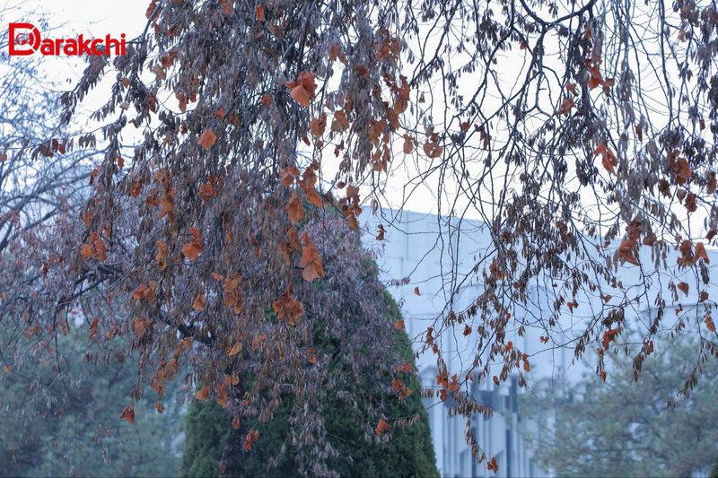 Image of 'Today, strong winds and dust are observed in several regions.'