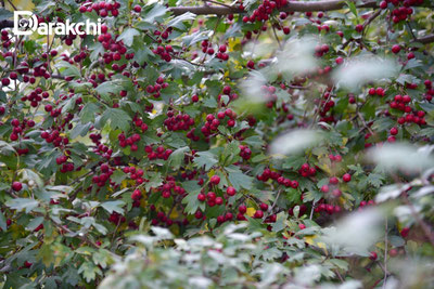 Изрображение 'Сегодня в Ташкенте +22'