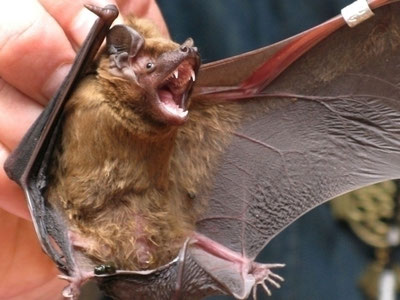 'Бразилияда кўршапалакларда янги коронавирус аниқланди'ning rasmi