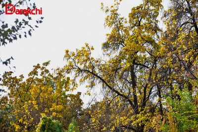 Изрображение 'В Узгидромете рассказали, каким ожидается ноябрь в Узбекистане'