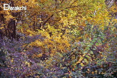 Изрображение 'Выходные в Узбекистане будут немного прохладными'