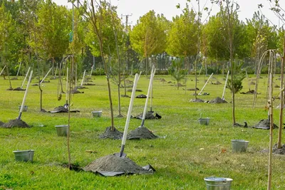 Изрображение 'Проект «Зелёный сад» реализуется в Самарканде в честь 80-летия ЮНЕСКО'