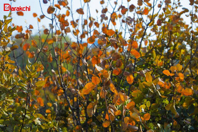 Изрображение 'Холодная ноябрьская неделя: в Узгидромете опубликовали прогноз'