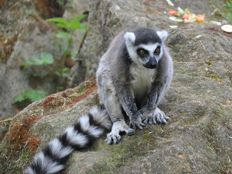 Изрображение 'В Ташкенте у продавца зоомагазина изъяли кошачьего лемура и передали в зоопарк'