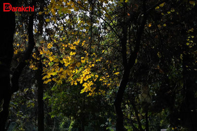 'Бугун айрим ҳудудларда ёмғир ёғади'ning rasmi