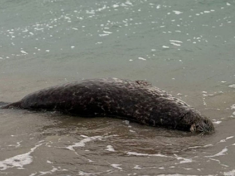 Image of 'More than 100 dead seals were found in the Caspian Sea.'