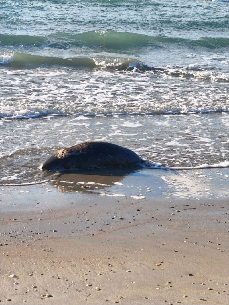 Изрображение 'На побережье Каспия в Казахстане обнаружили 112 мертвых тюленей'