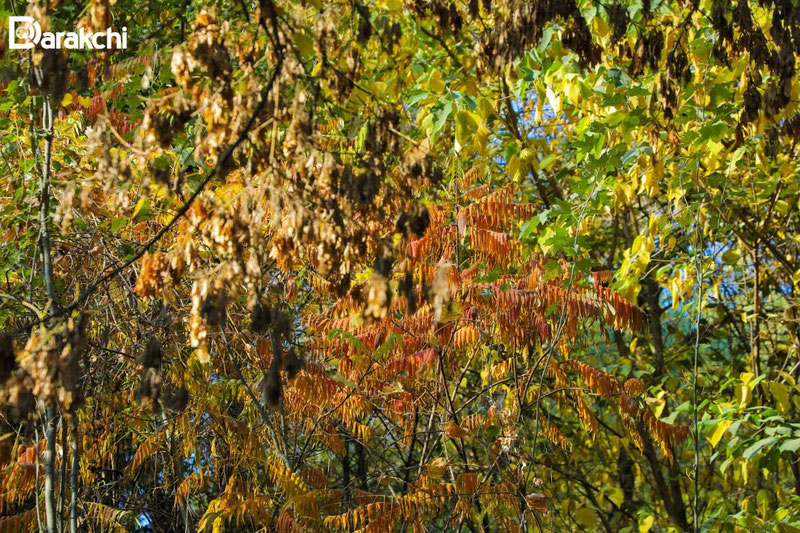 Изрображение 'В Ташкенте немного потеплеет'