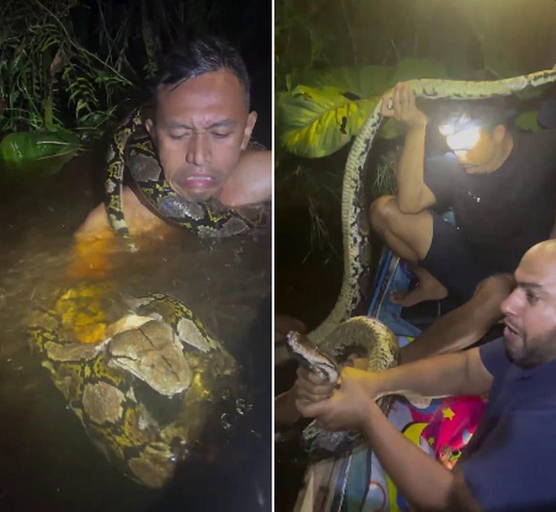 Изрображение 'Шестиметровый питон едва не задушил гида в Индонезии (видео)'